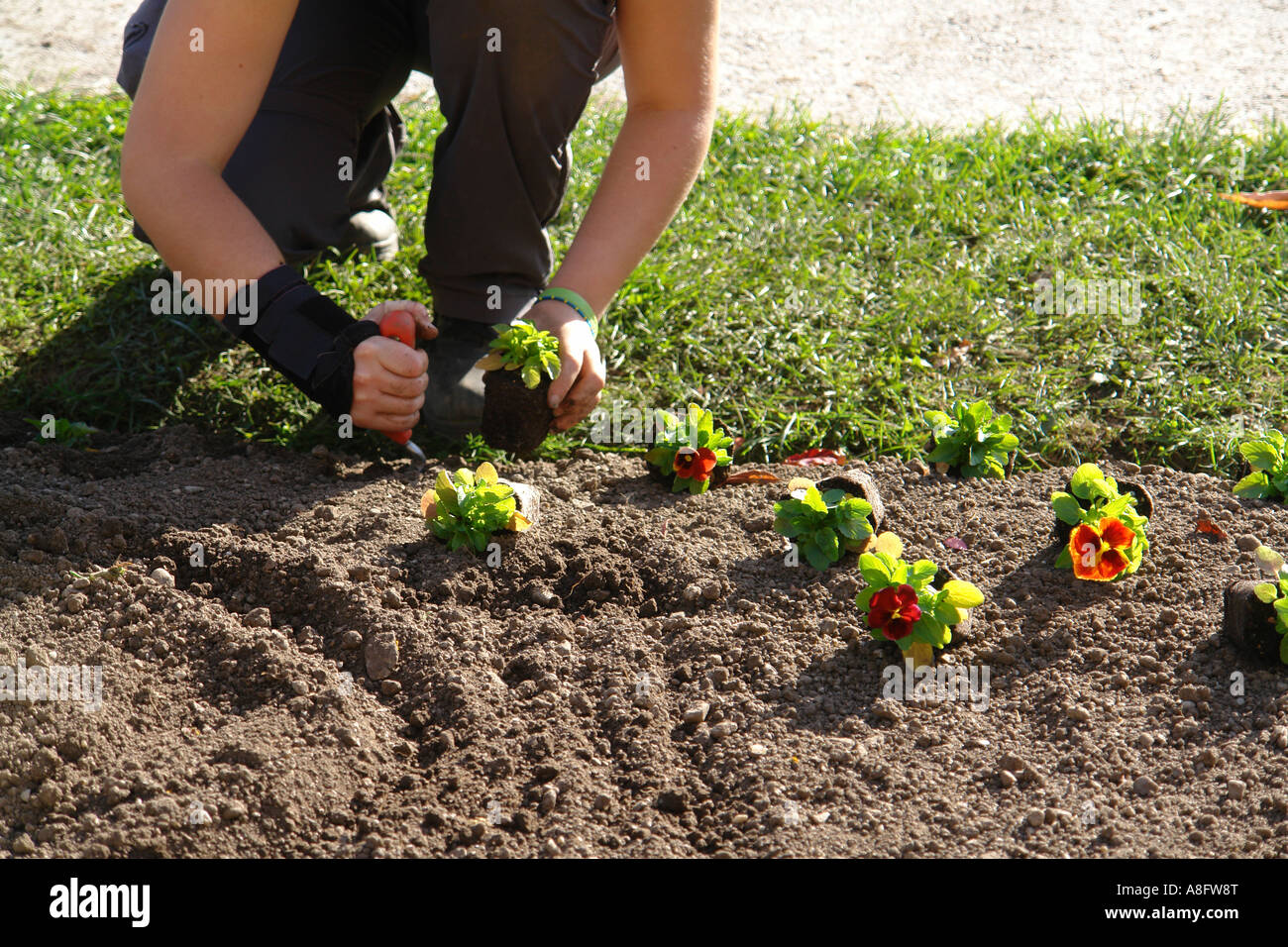 Neue Blume Pflanzen gepflanzt Herbst Botanischer Garten München Bayern Deutschland Stockfoto
