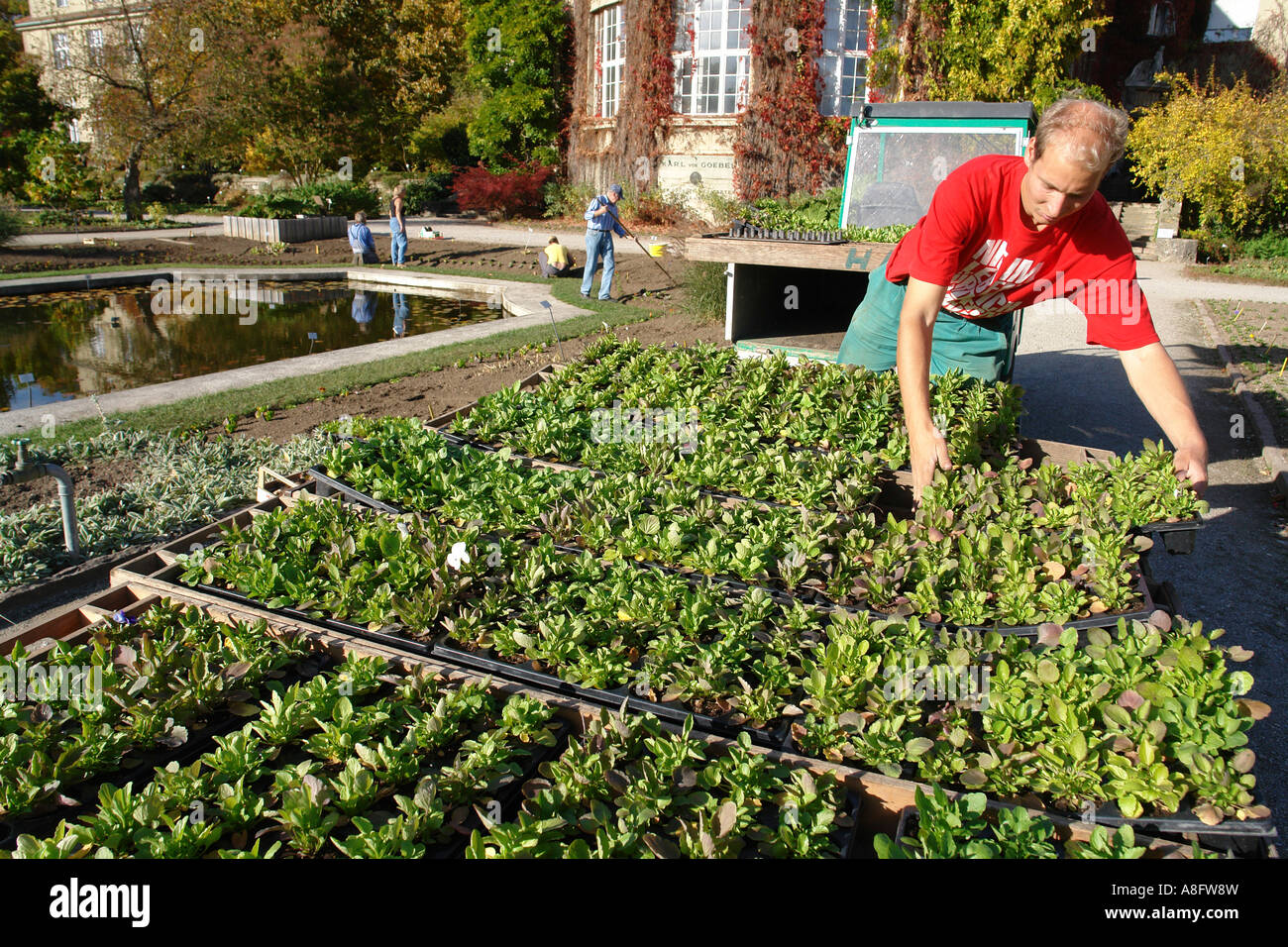 Neue Blume Pflanzen gepflanzt Herbst Botanischer Garten München Bayern Deutschland Stockfoto
