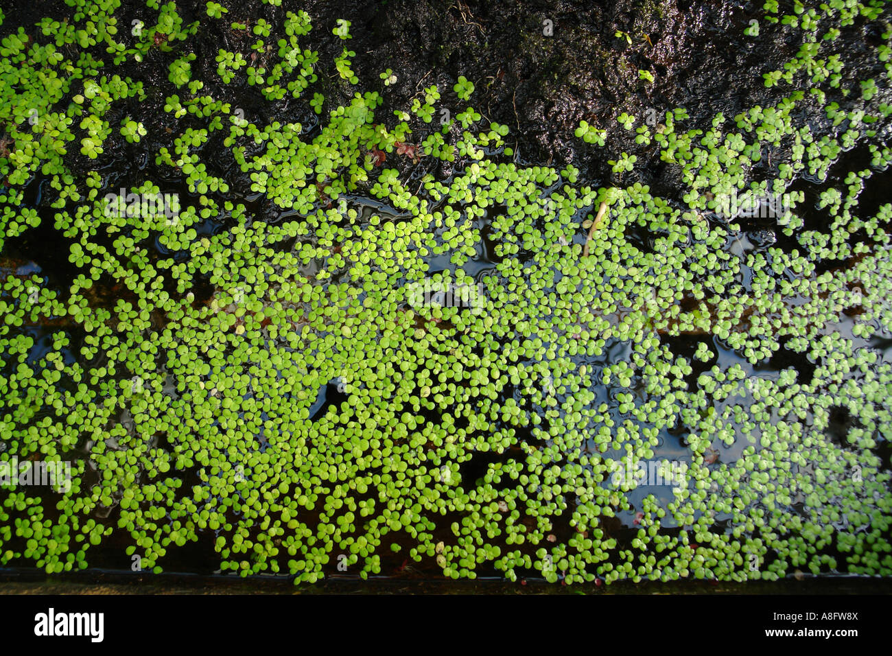 Unkraut auf dem wasser Fotos und Bildmaterial in hoher Auflösung Alamy