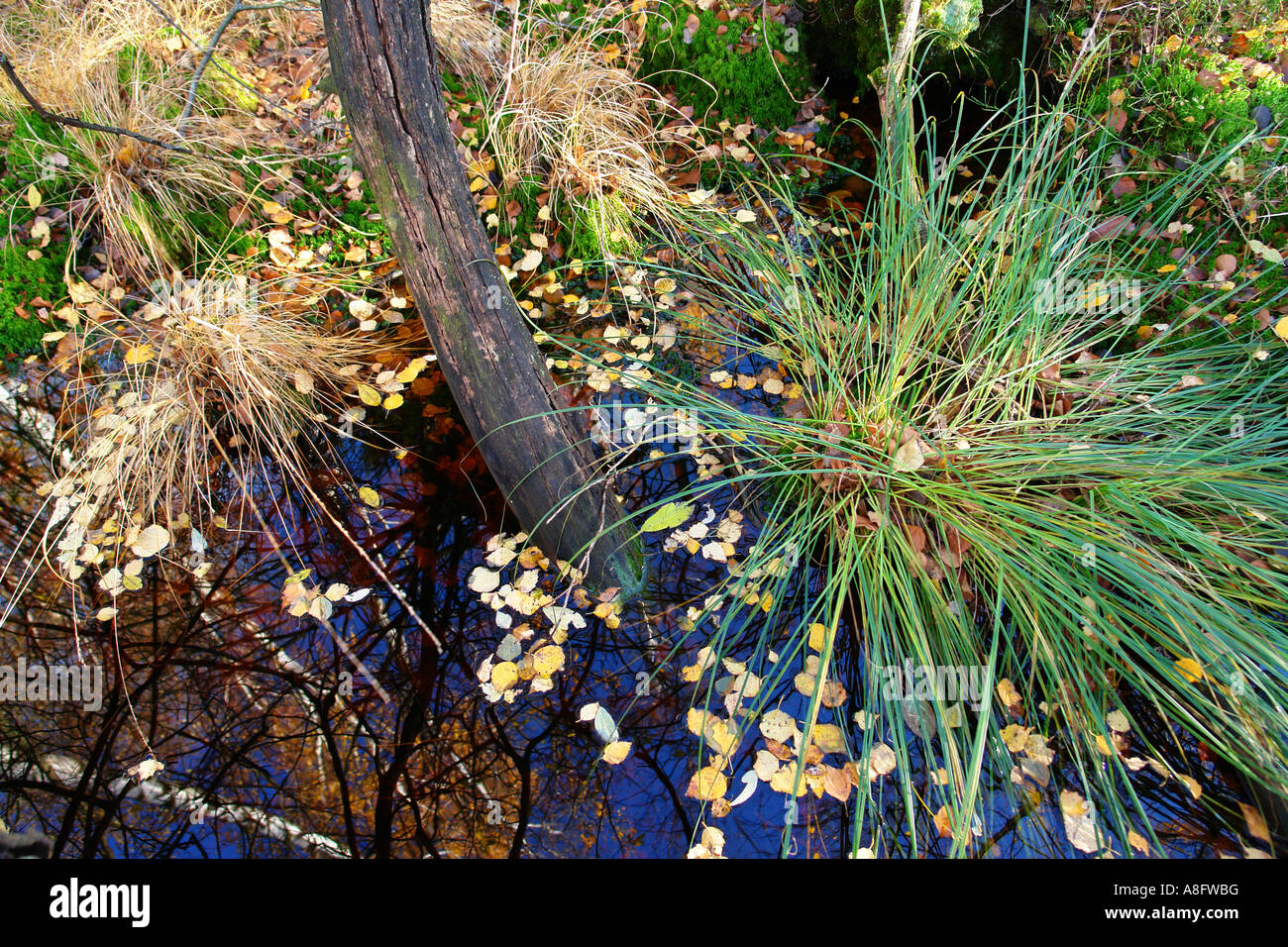 Wasser Spiegelung Marschland Moor Stockfoto