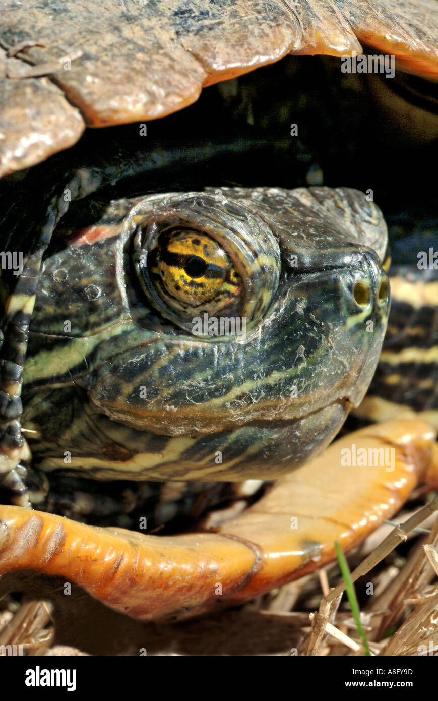 Schildkröte Kopf rot eared slider Stockfoto