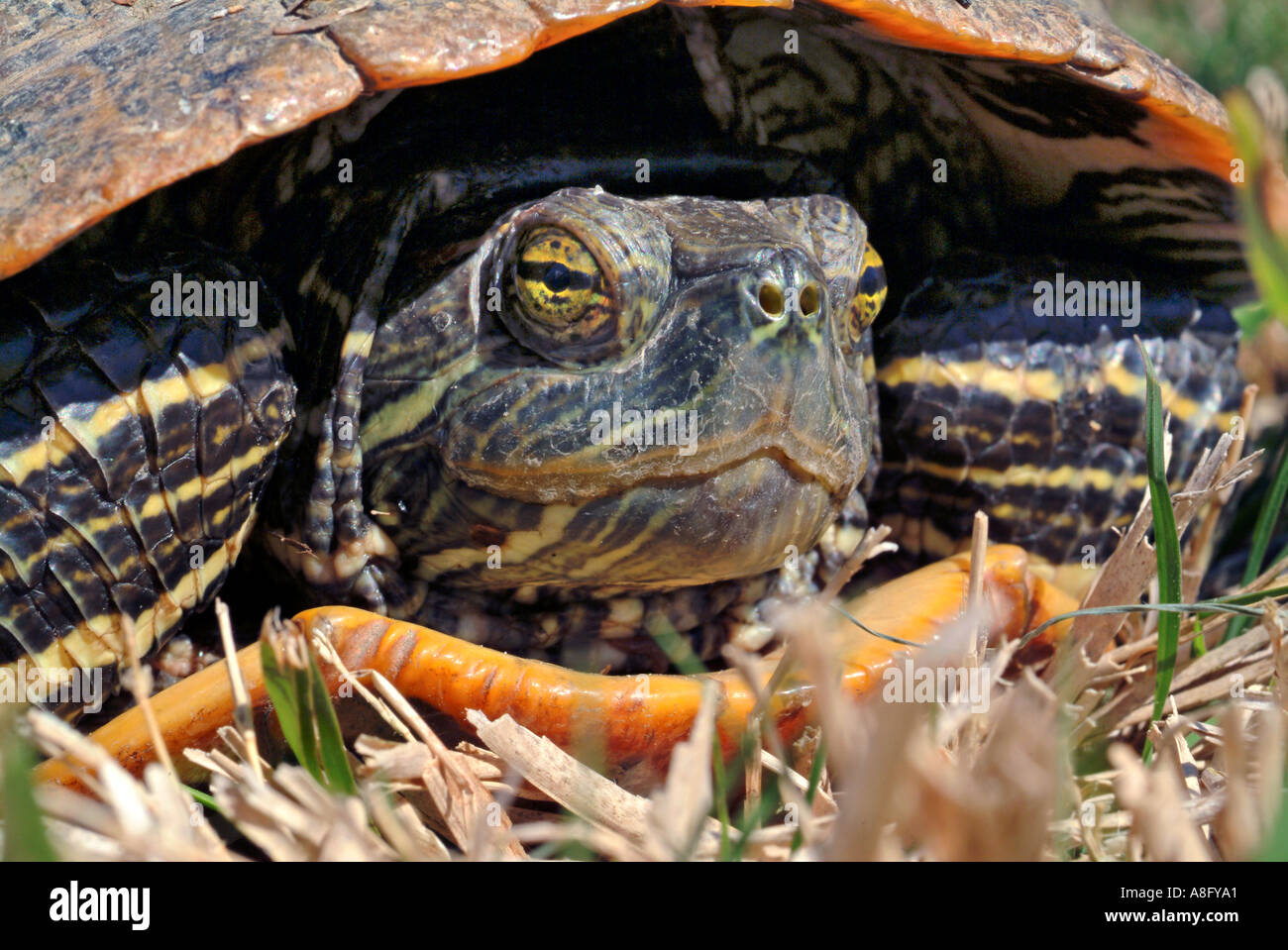 Schildkröte Kopf rot eared slider Stockfoto