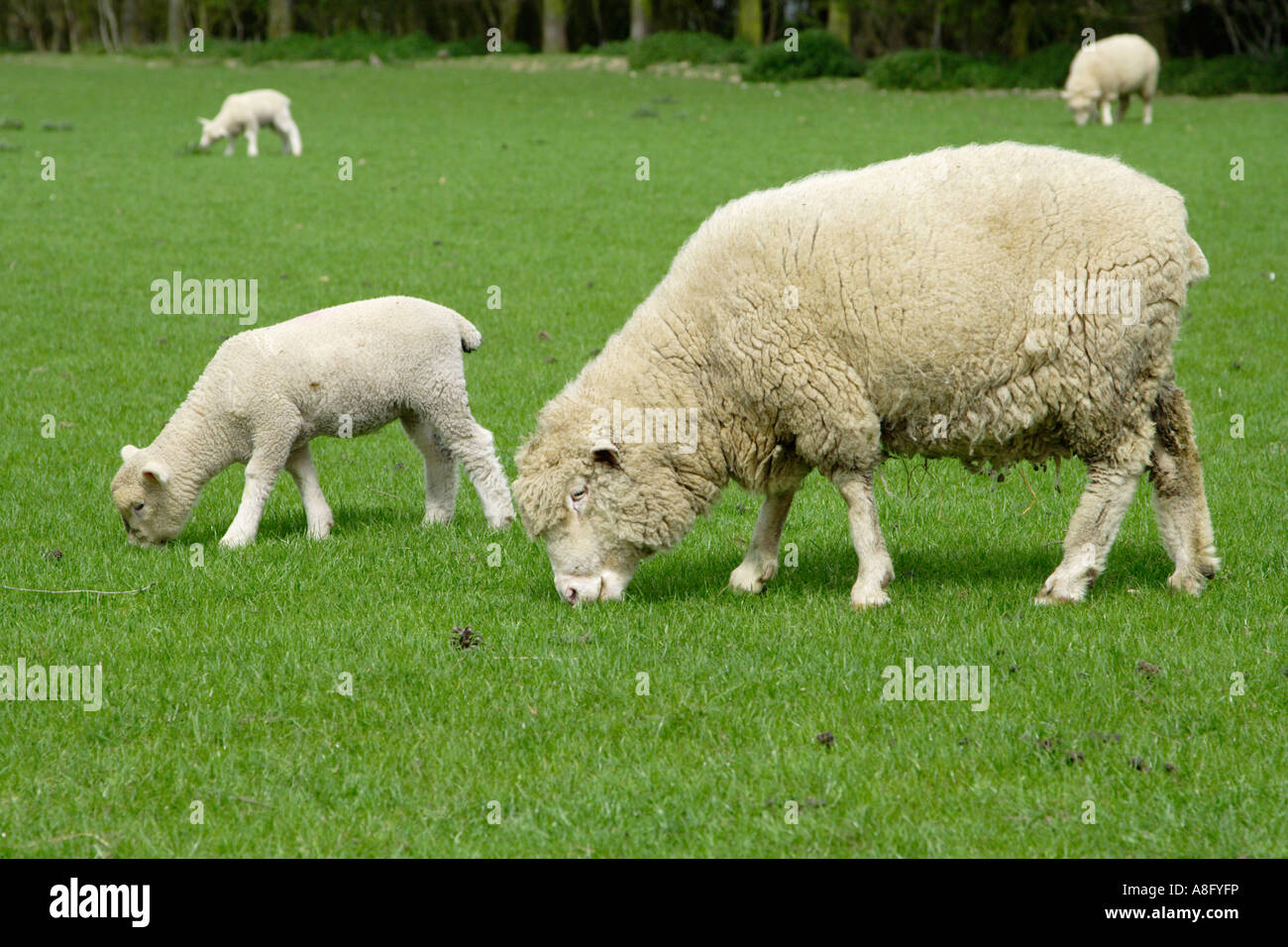 Schaf und Lamm im Feld Stockfoto