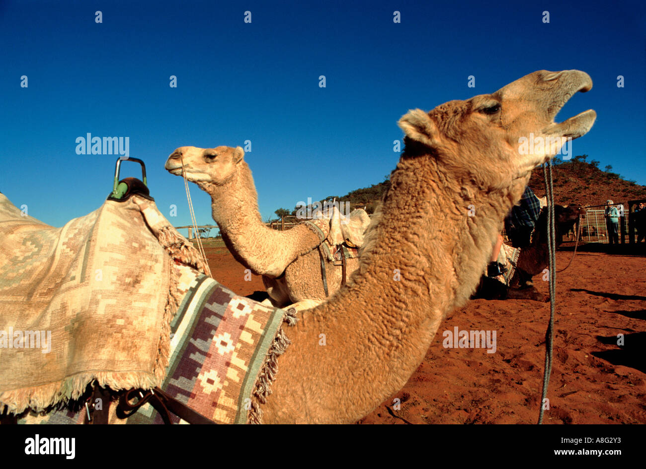 Kamele, Alice Springs, Australien Stockfoto