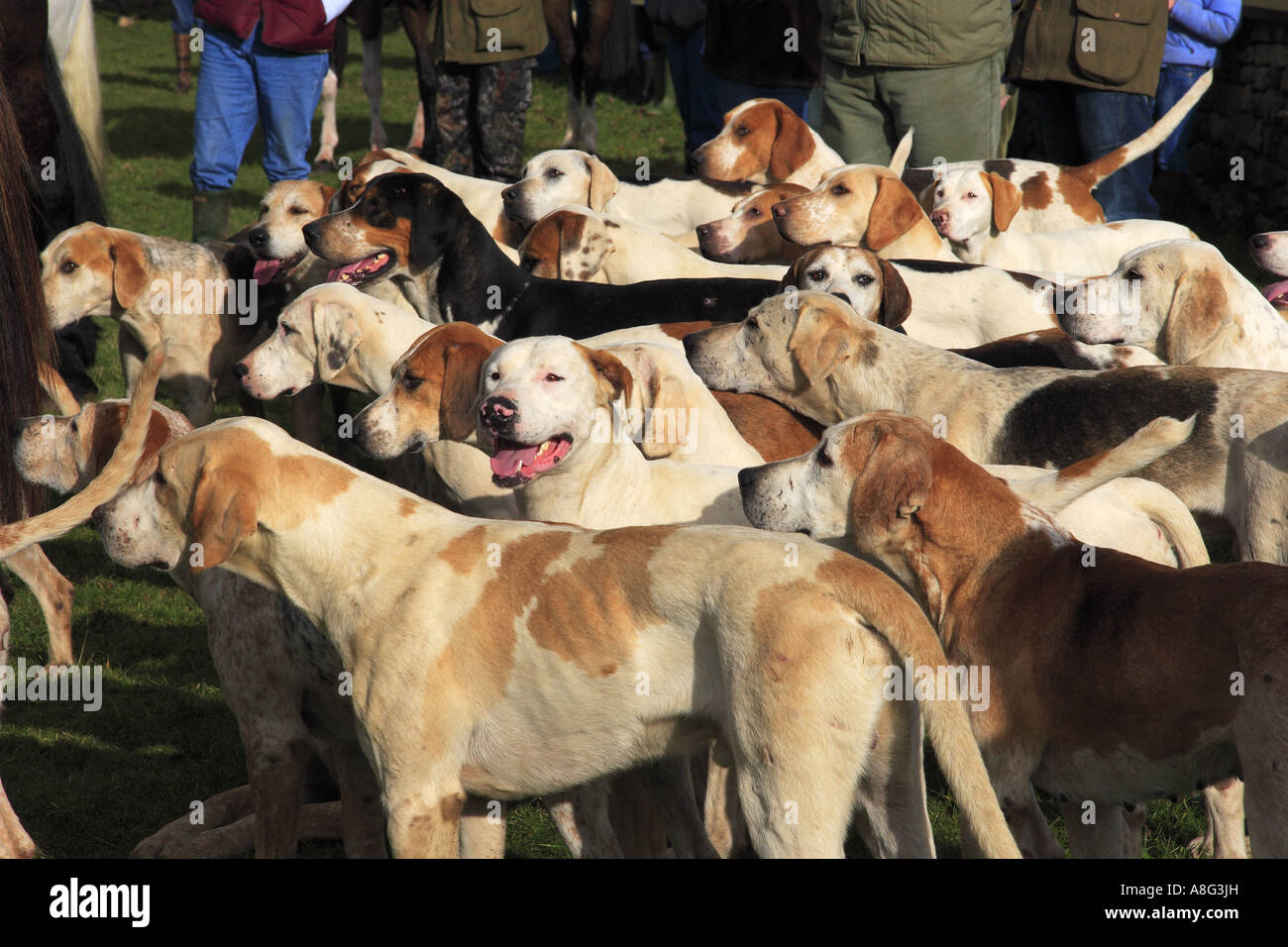 Hunde bereit für den Weg in West Yorkshire jagen Ellington Yorkshire Februar 2007 Stockfoto