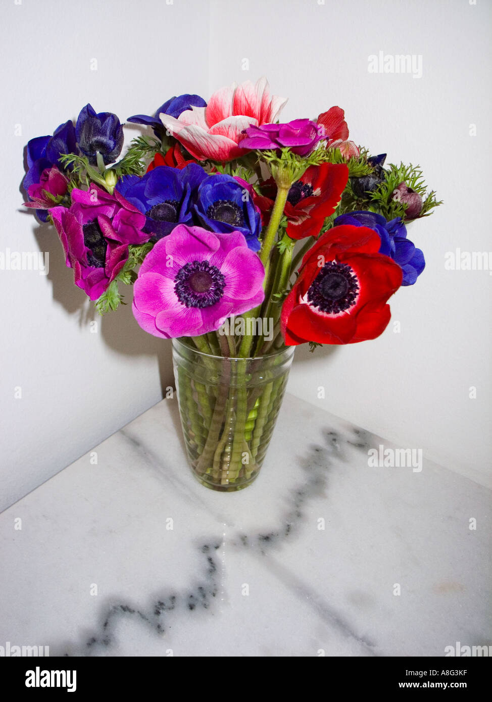 Eine Vase mit Blumen Mohn Stockfoto
