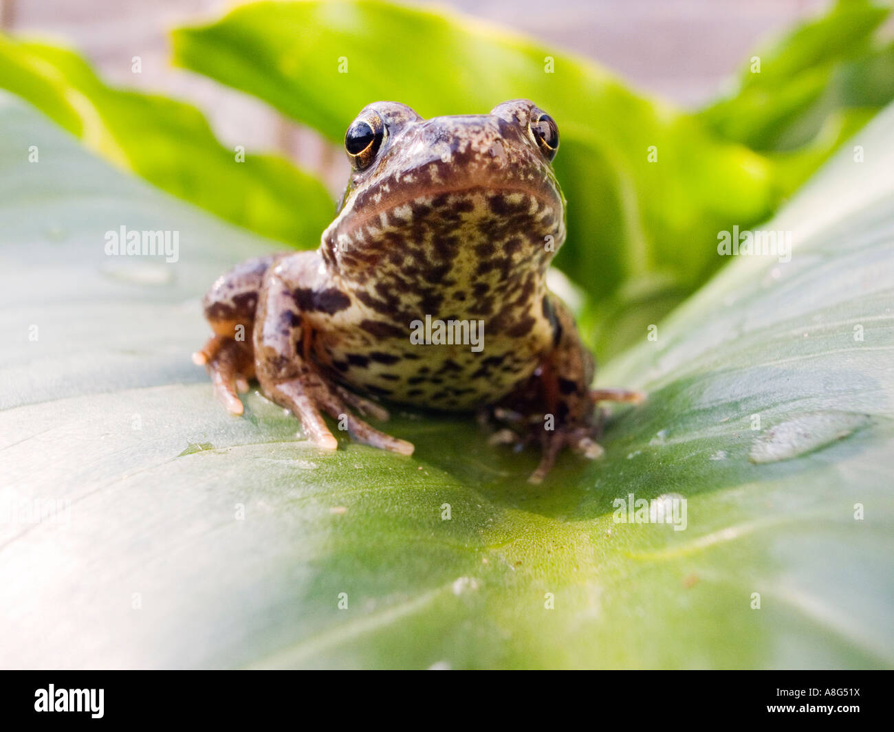 Nahaufnahme von einem männlichen gemeinsamen Garten Frosch - Rana temporaria Stockfoto