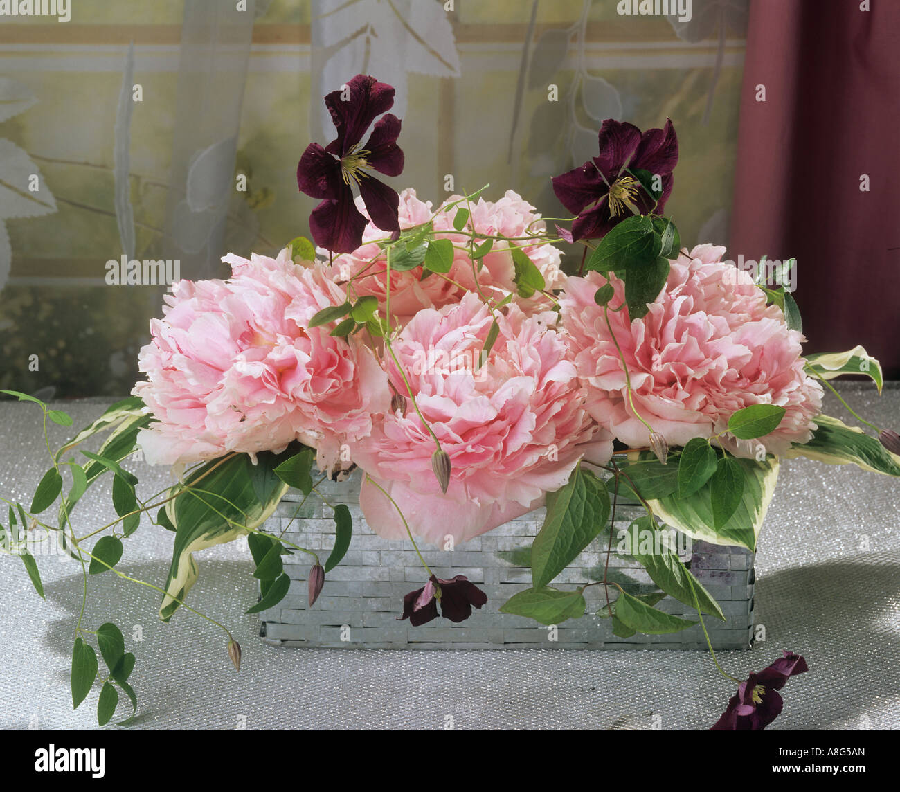 gemeinsamen Pfingstrosen und clematis Stockfoto