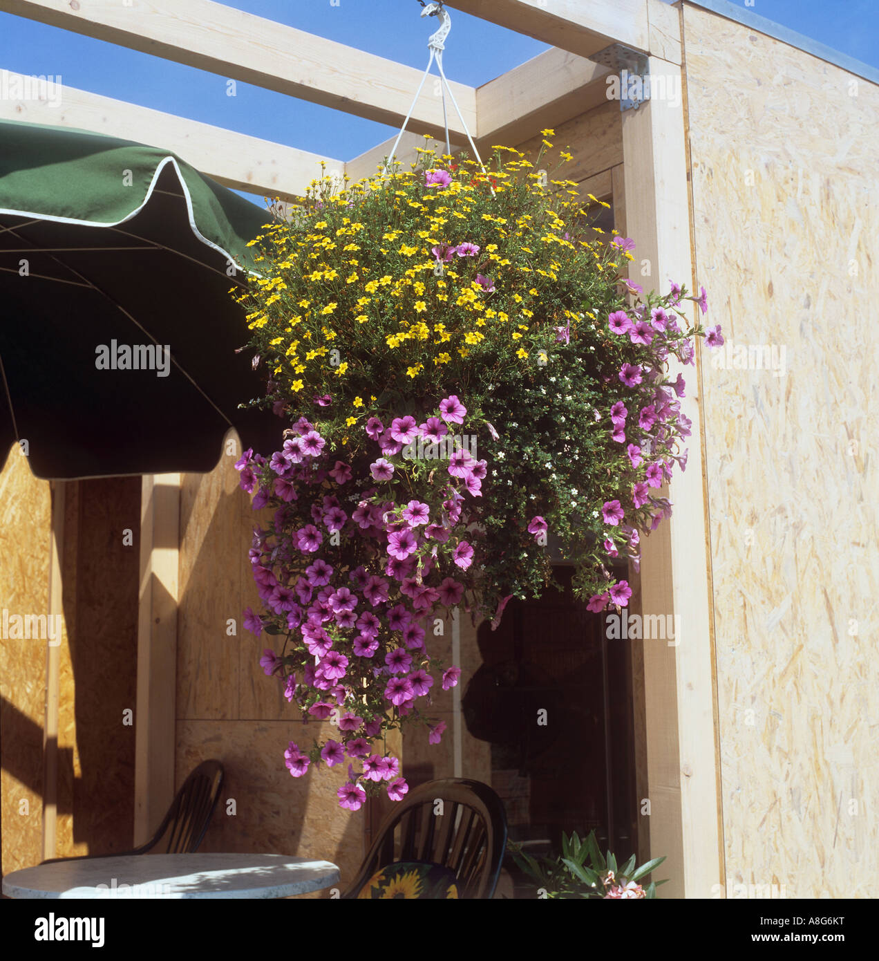 Hngender farn -Fotos und -Bildmaterial in hoher Auflsung  Alamy