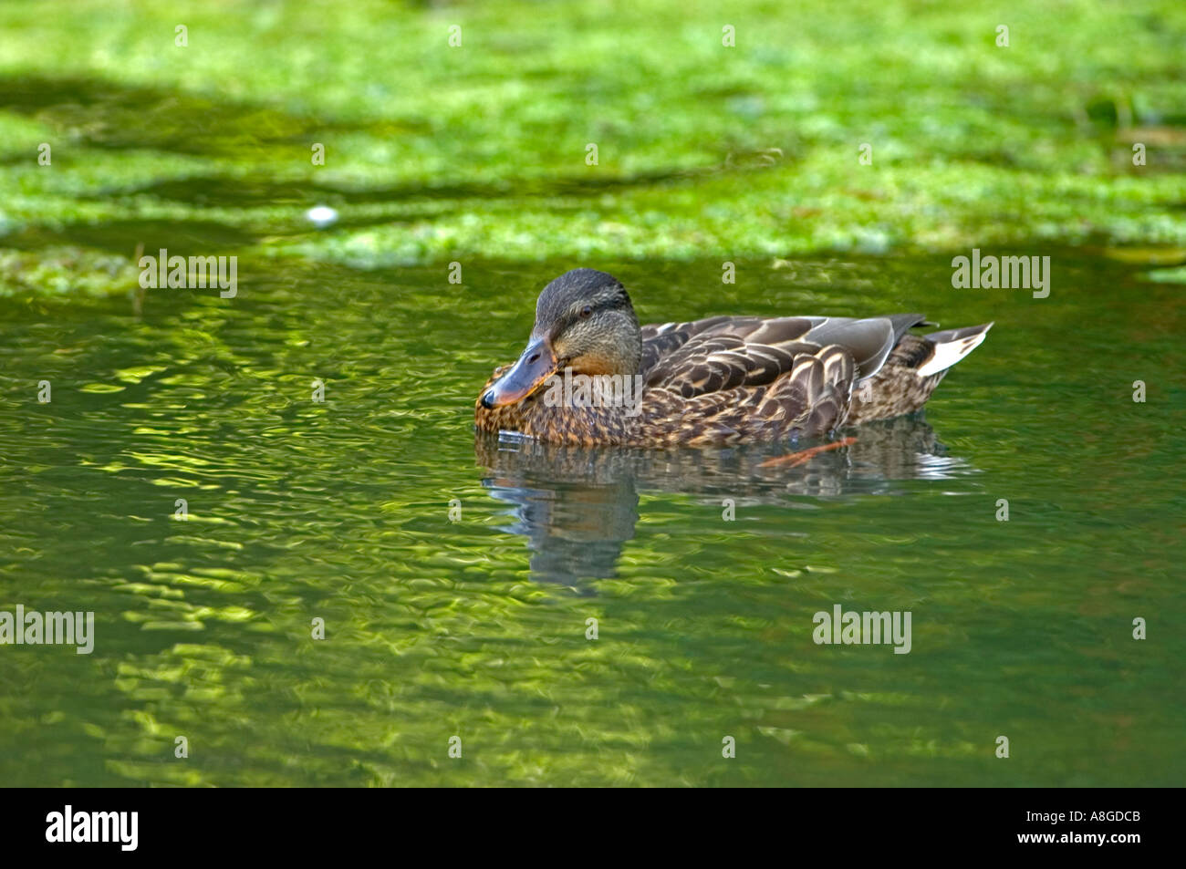 Stockente (Anas Platyrhychos) in einem See bei St Fagans Museum of Welsh Life, Wales, UK Stockfoto