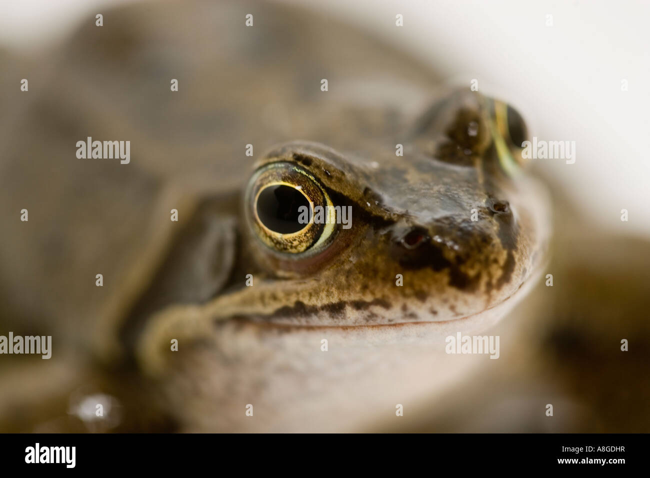 Frosch aus englischer Garten hautnah Stockfoto
