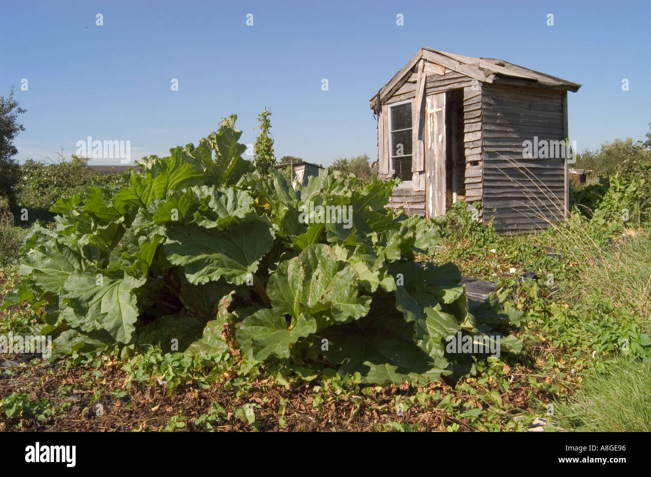 Schuppen hinter dem Rhabarber-Patch auf Stadt Zuteilung aufgeschlüsselt Stockfoto