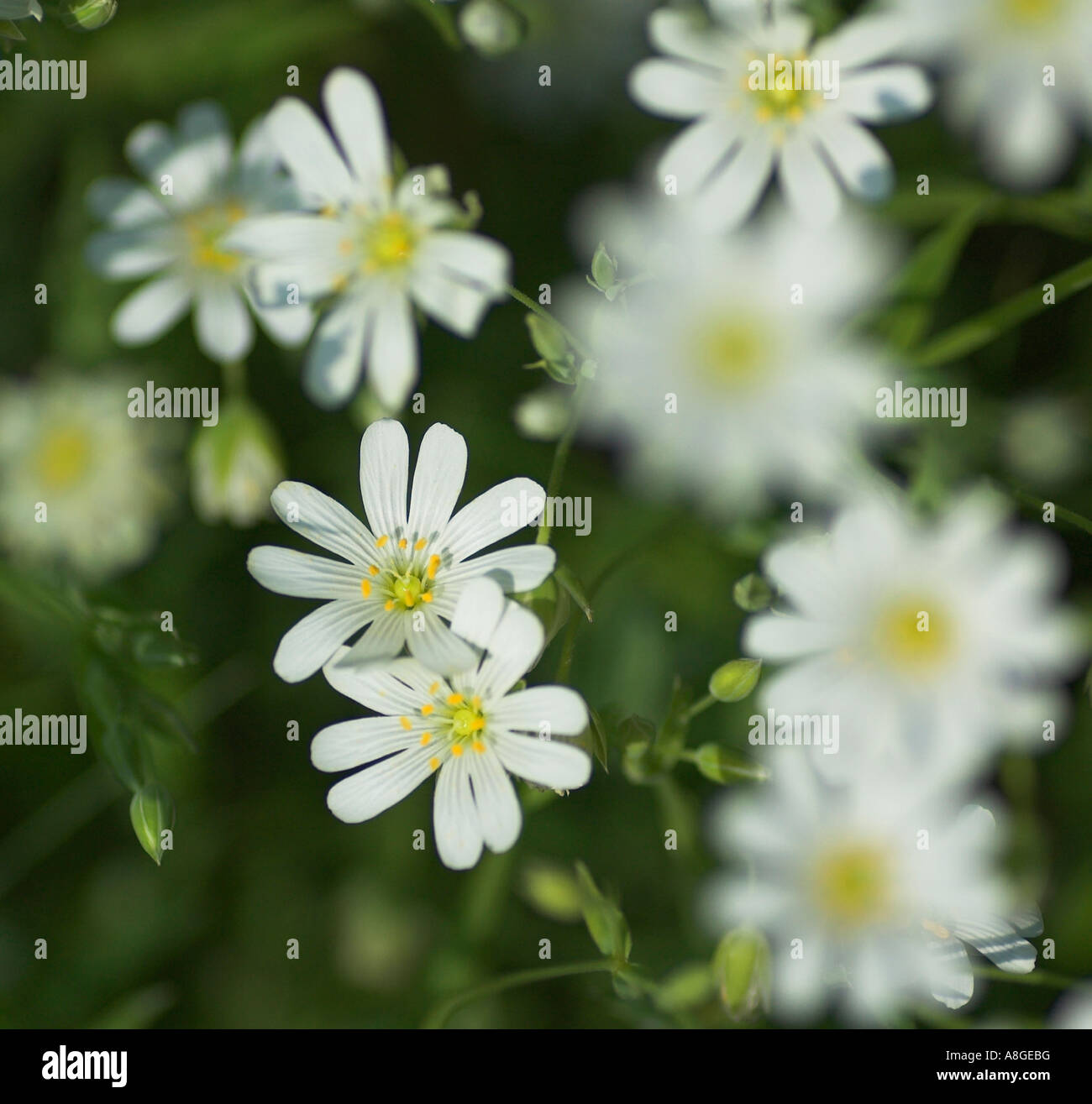 Weniger Stitchwort Blumen (Stellaria Graminea) Stockfoto