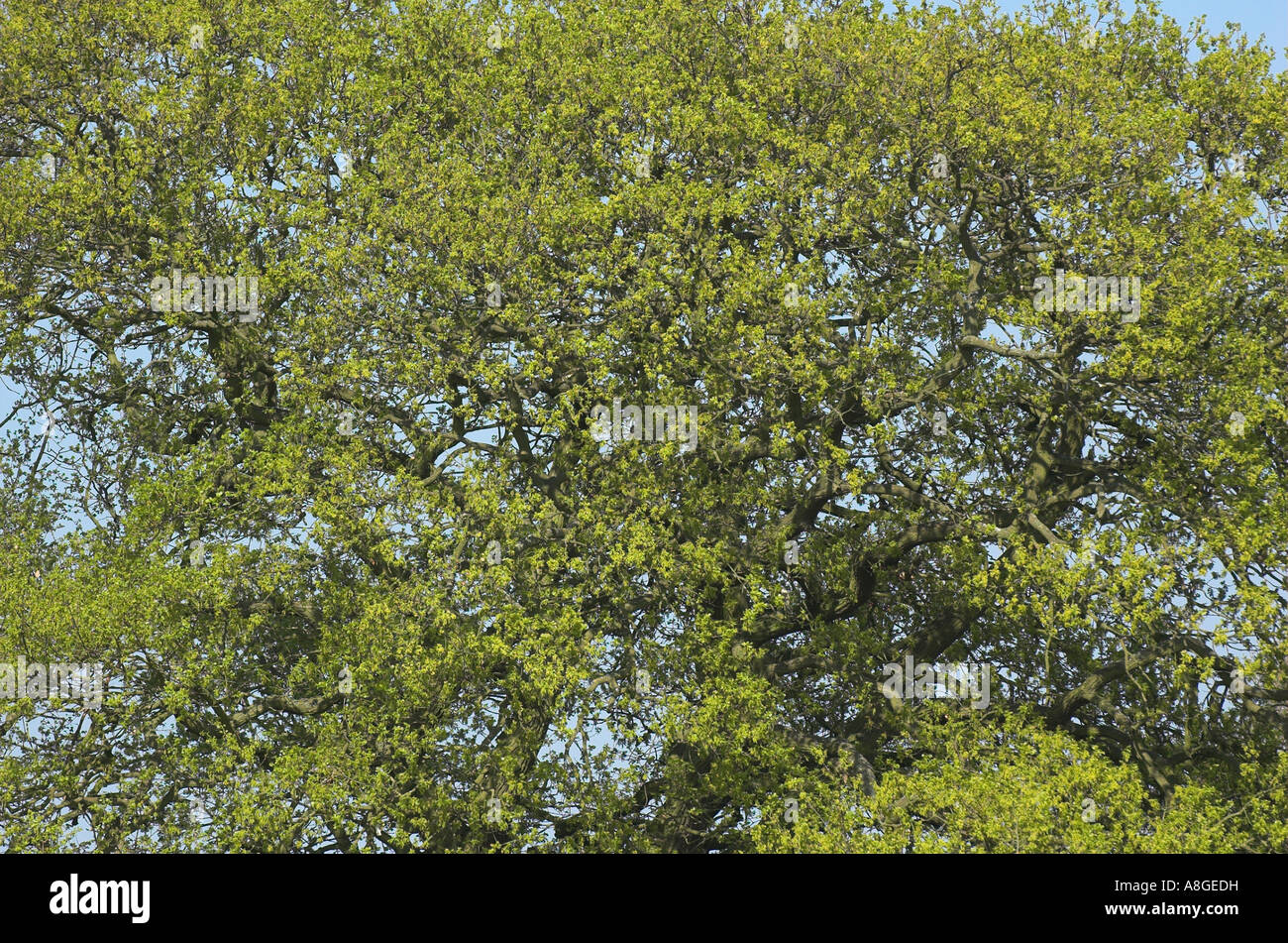 Eiche Blätter (Quercus Rober) Stockfoto