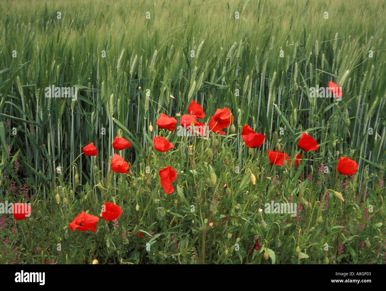 Mohn in den Weizen Papaver rhoeas Stockfoto