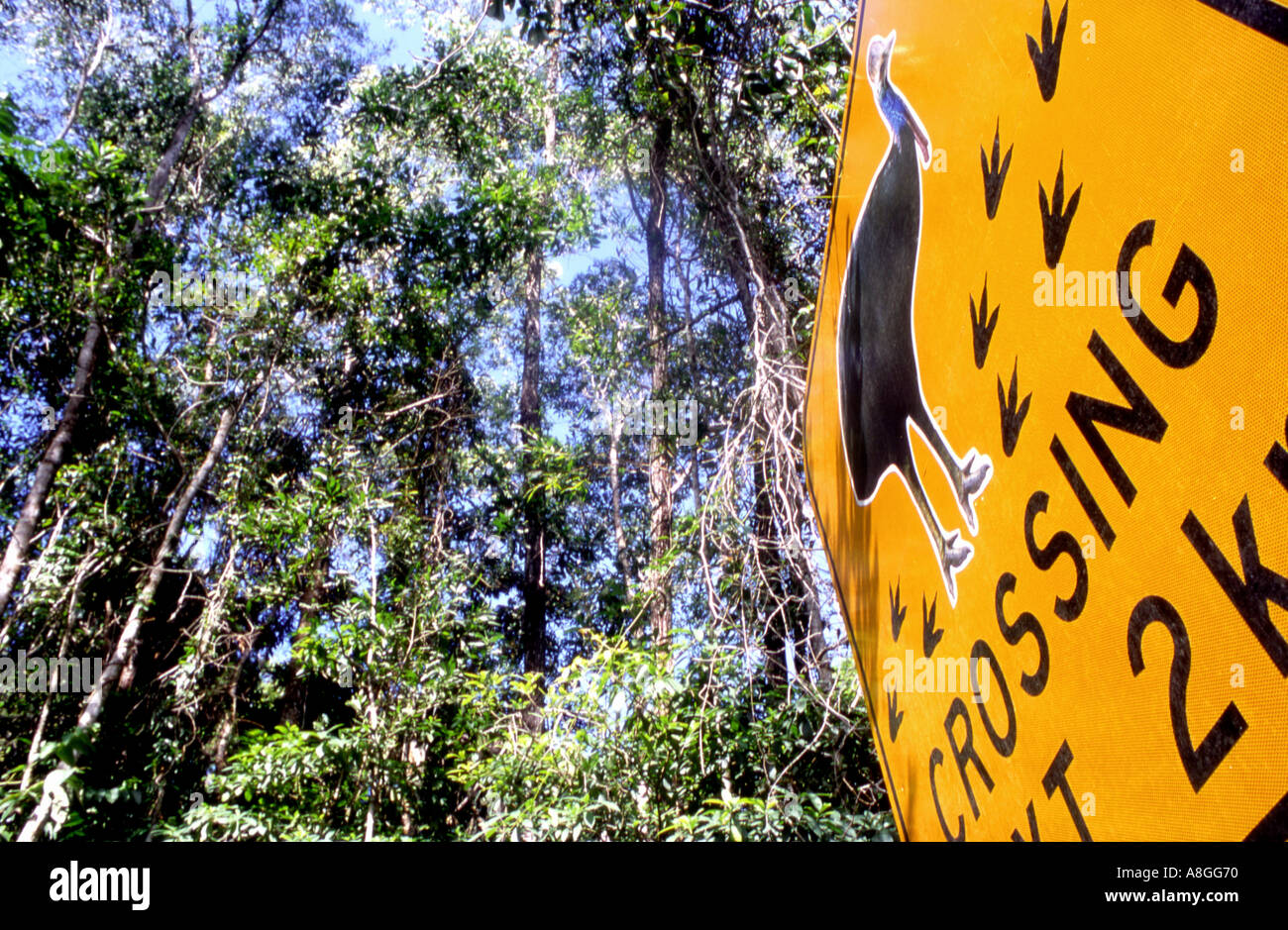 Ein Schild zeigt die Gefahr für die Frösche, die Kreuzung in der Nähe von Mission Beach Far North Queensland Australien Stockfoto