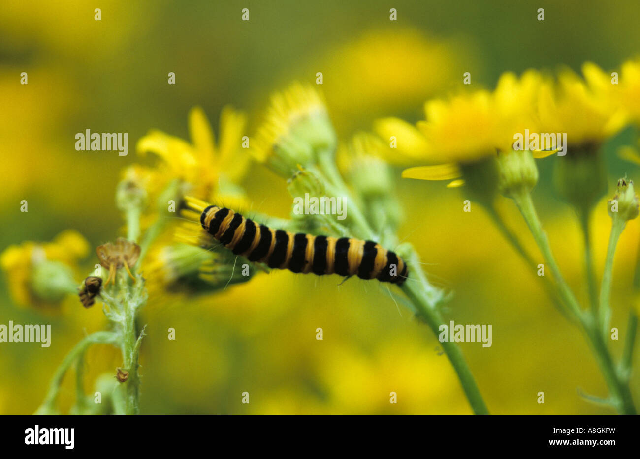 Zinnober Falter Raupe (Tyria Jacobaeae) im Vereinigten Königreich Stockfoto