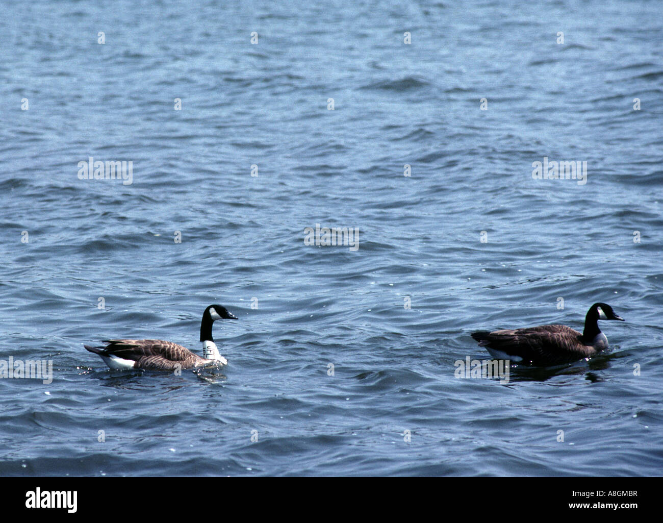 Kanadagans Branta Canadensis auf den North East River in Maryland ein hat ein Nackenband Stockfoto