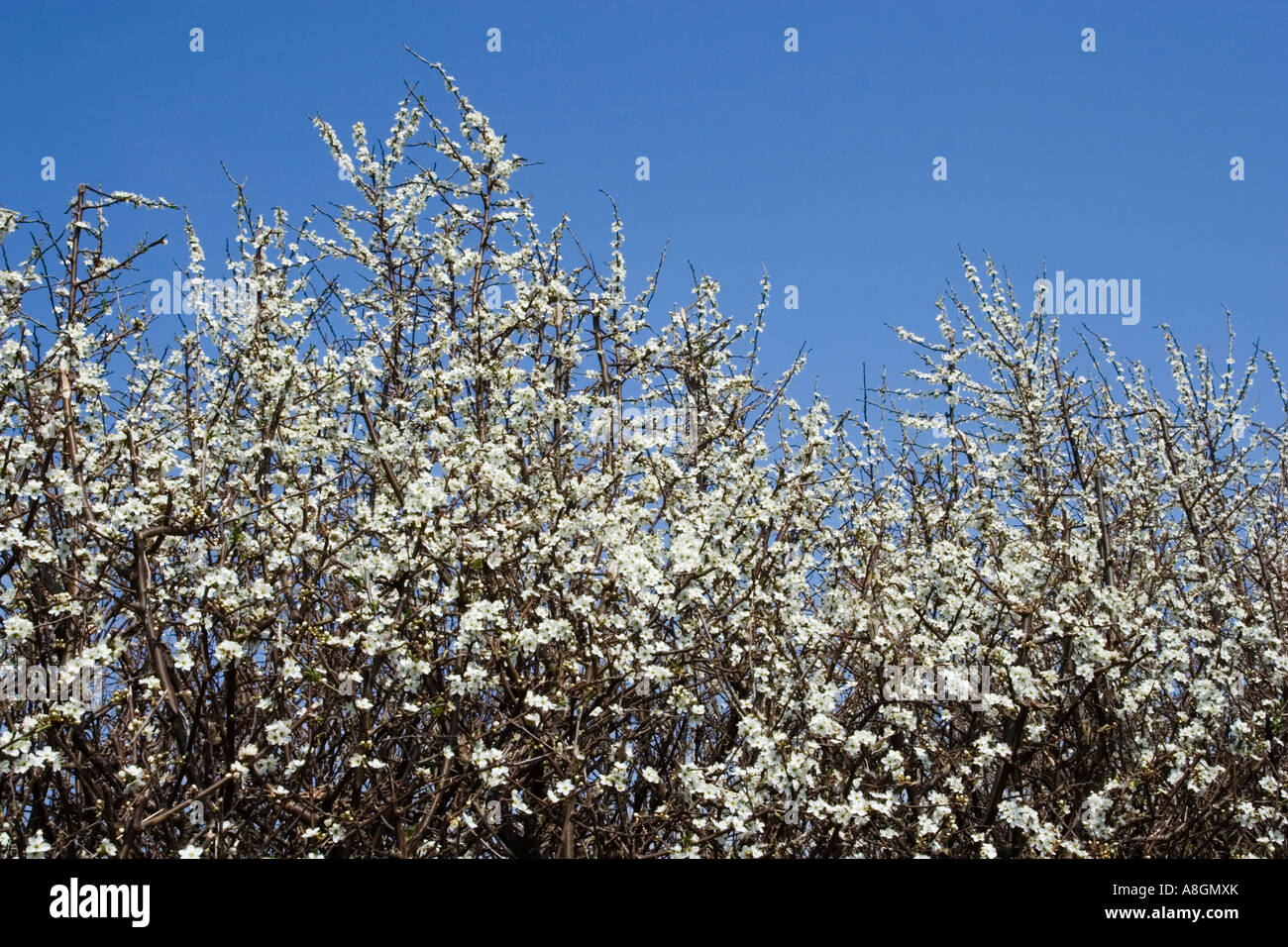 Schlehe (Prunus Spinosa), West Sussex, UK. Stockfoto