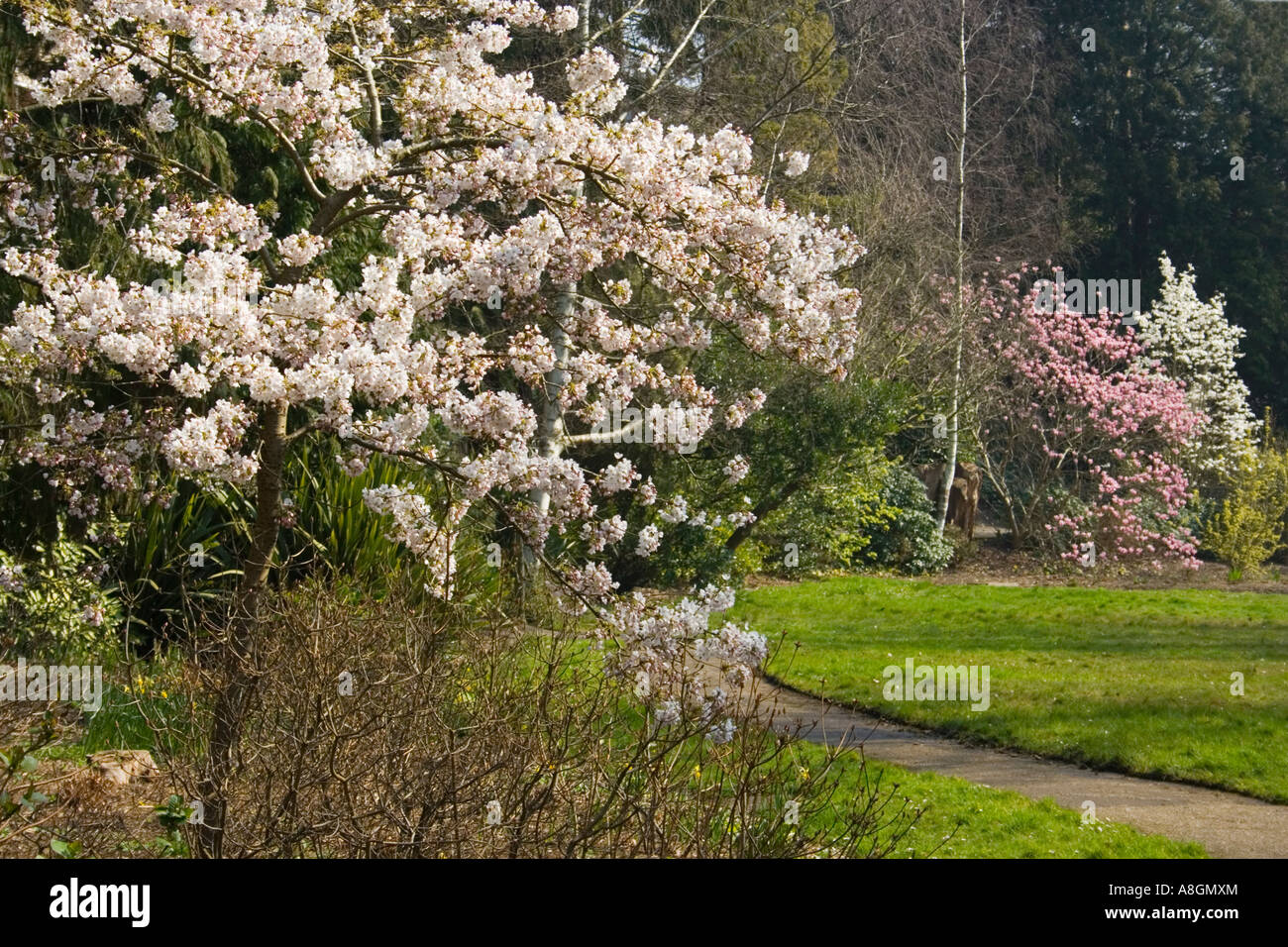 Frühling blühen in den Gärten Bournemouth, Dorset, UK. Stockfoto