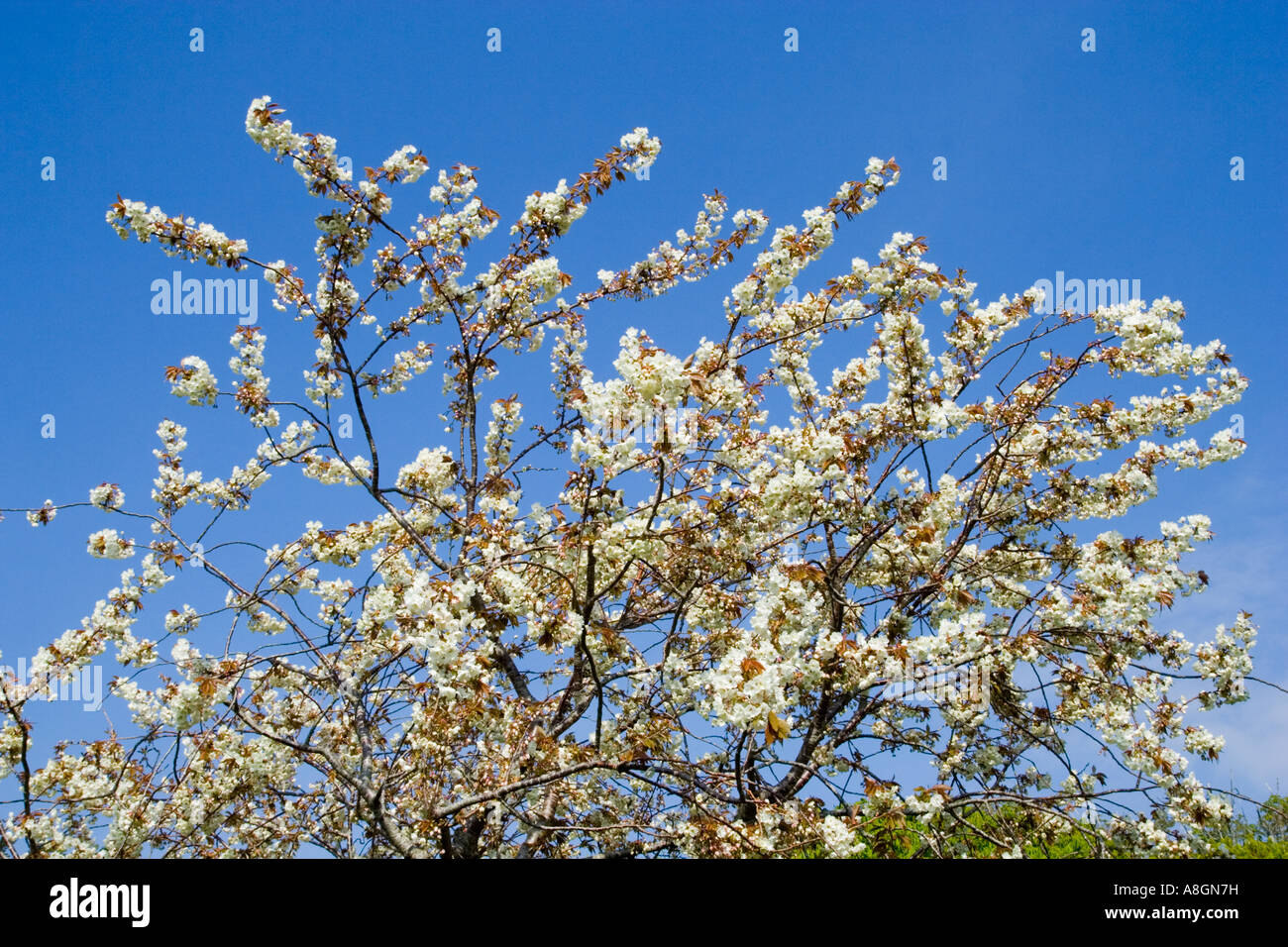 Spring Blossom in Abbotsbury, Dorset, Großbritannien Stockfoto