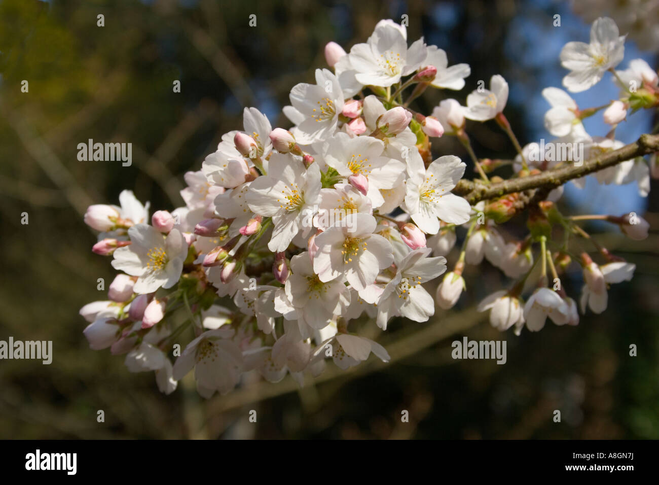 Spring Blossom in Gärten Bournemouth, Dorset, Großbritannien Stockfoto