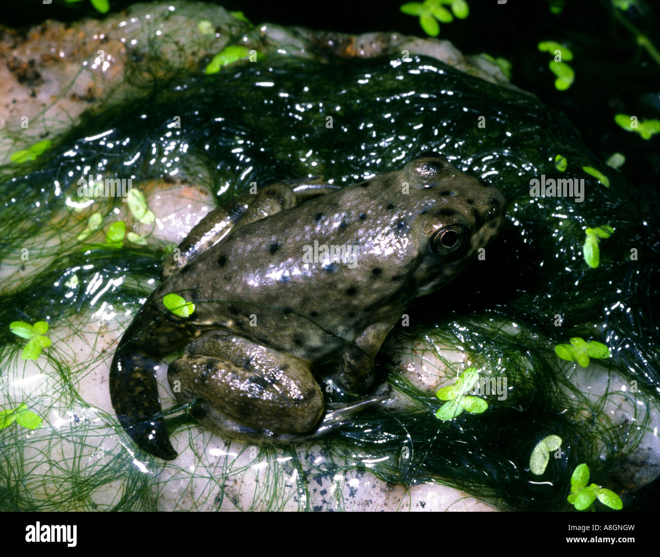 junger Stier Frosch Rana Catesbeiana mit Schweif Überrest Stockfoto