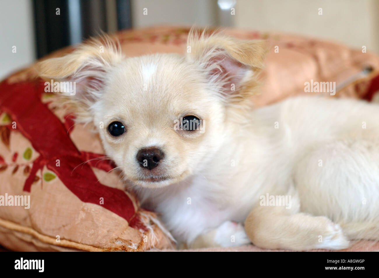Süß und flauschig Chihuahua Welpen ruht auf einem Kissen Stockfoto