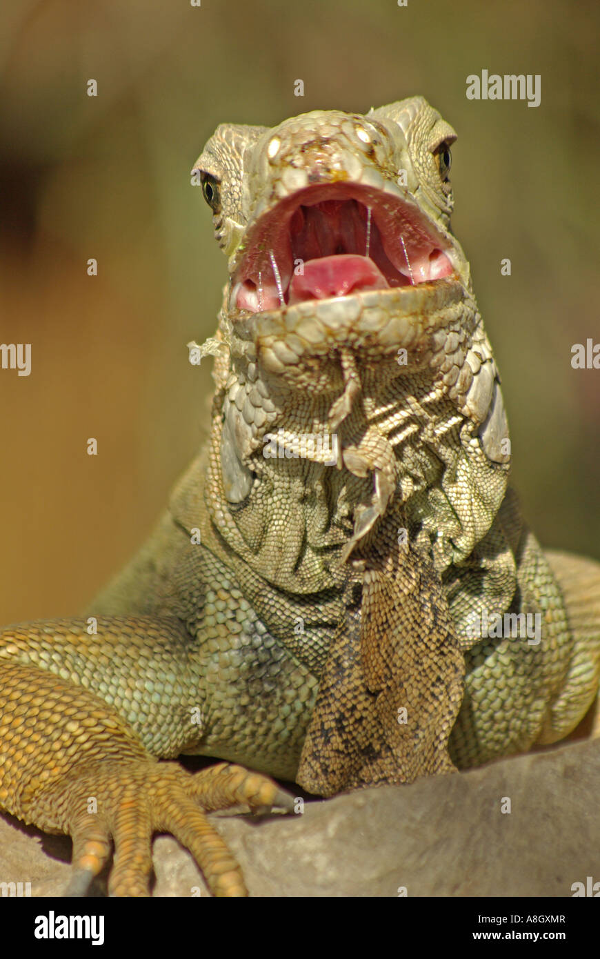 Gemeinsamen grünen Leguan. Iguana Iguana. Stockfoto