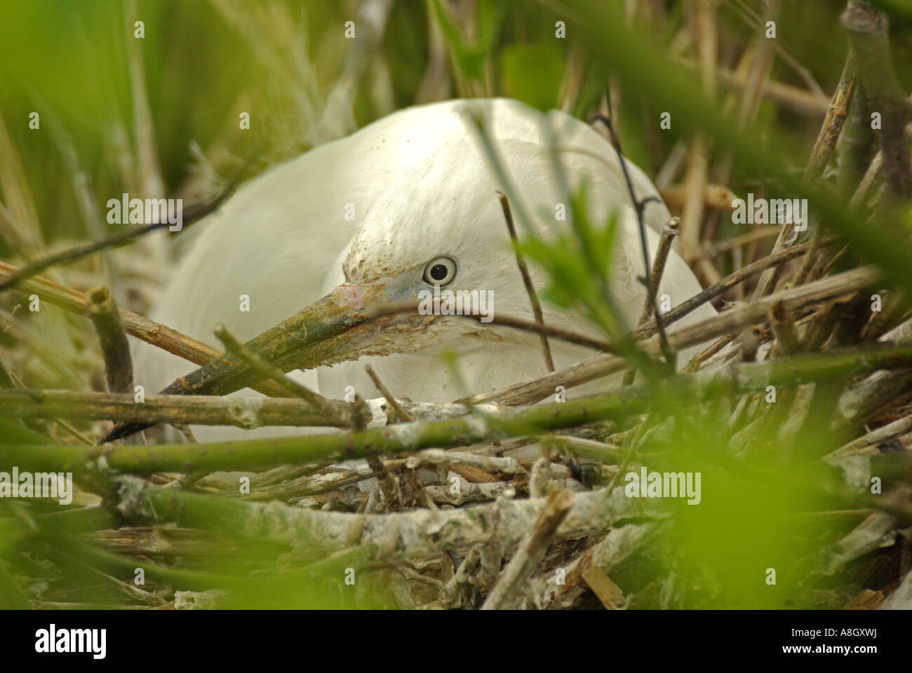 Ein Kuhreiher Inkubation Eizellen. Stockfoto