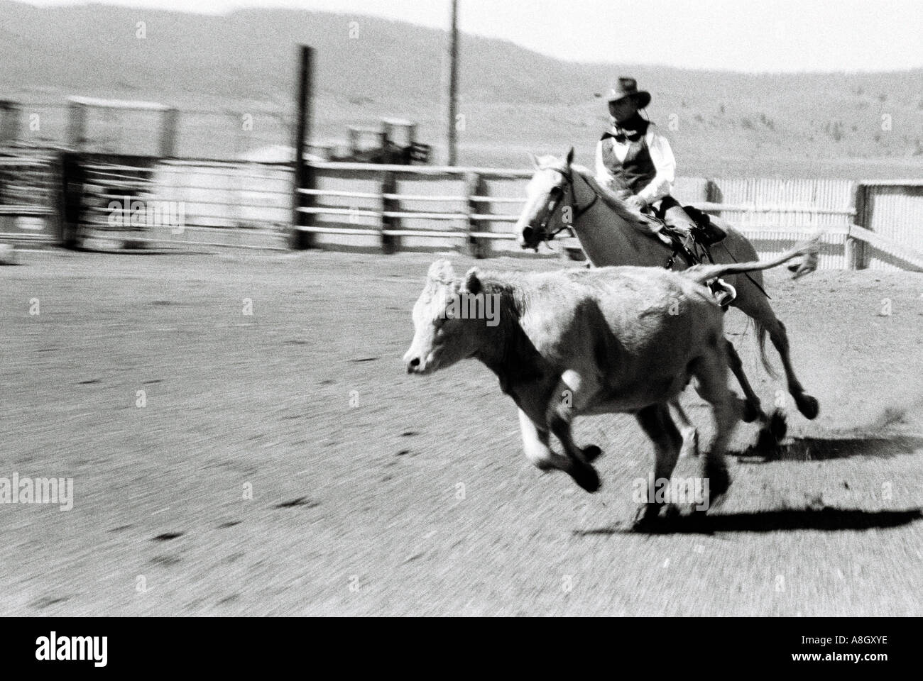 Ein Cowboy auf dem Rücken der Pferde Ranch Aufgaben schneiden Kühe für medizinische Verfahren auf einer Ranch in Oregon Stockfoto