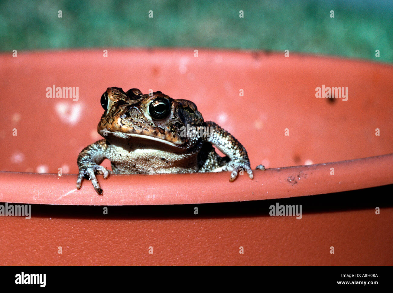 Südlichen Kröte Bufo Terrestris im Hinterhof Blumentopf Bradenton Florida USA Stockfoto