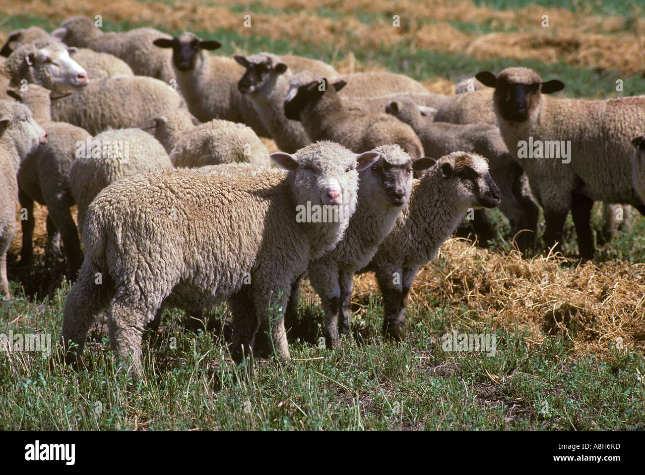 Herde Schafe Montana Stockfoto