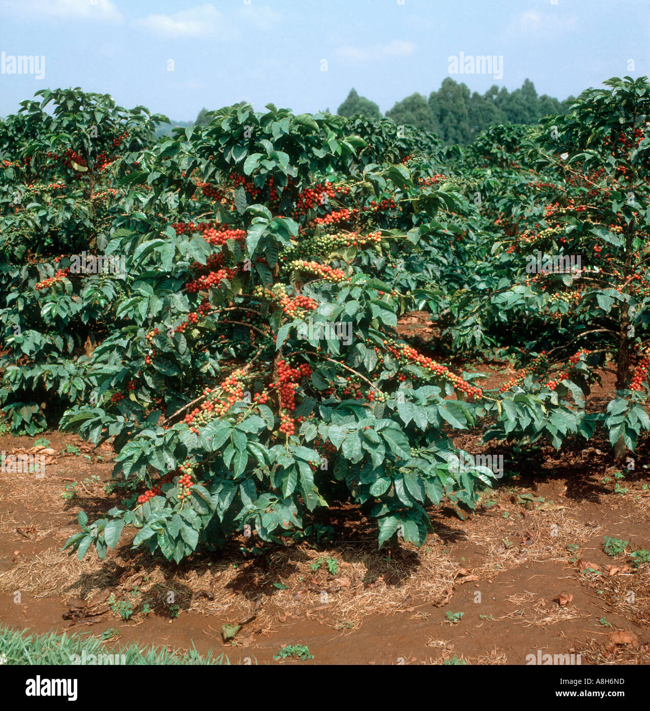Schwer beladene Kaffee Strauch mit Reife und unreife Beeren und Kirschen Nairobi Kenia Stockfoto