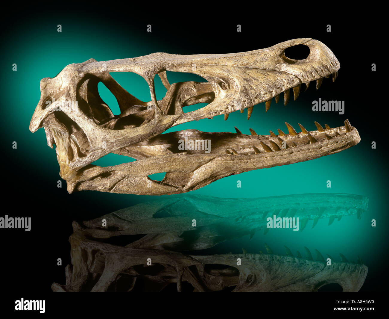 Velociraptor Mongoliensis Dinosaurier Fossil Kreidezeit Mongolei Stockfoto