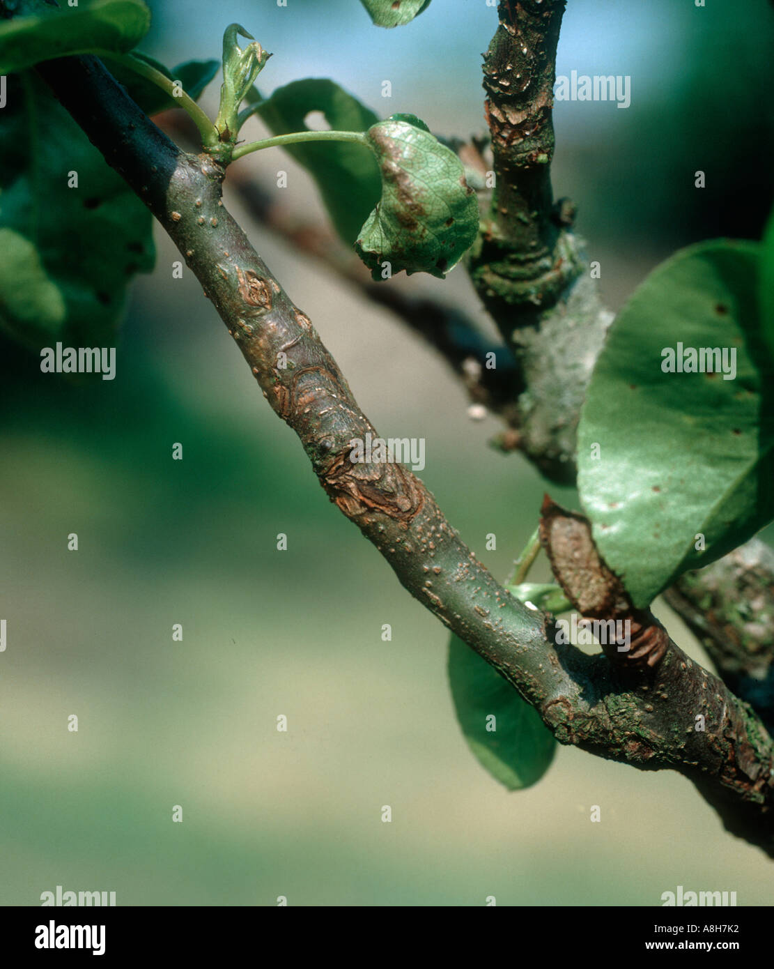 Canker neonectria ditissima Läsion auf Birnbaumholz Stockfoto