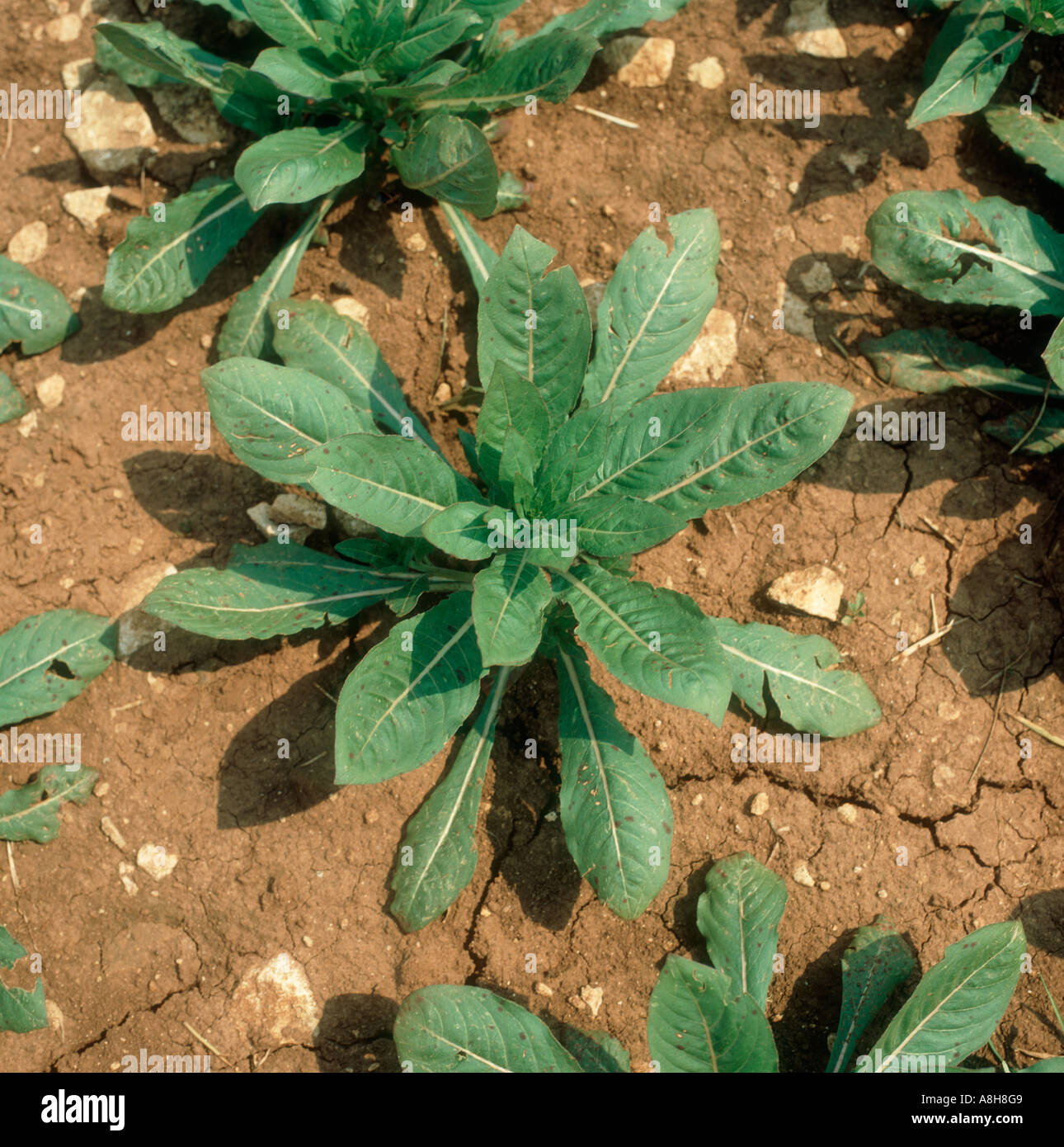 Junge Pflanze Nachtkerze Oenothera SP eine Reformhaus Quelle Stockfoto