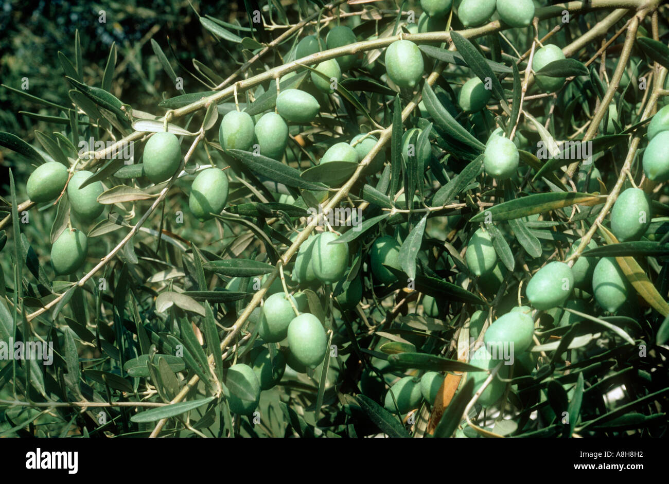 Frucht des olivenbaums -Fotos und -Bildmaterial in hoher Auflsung  Alamy