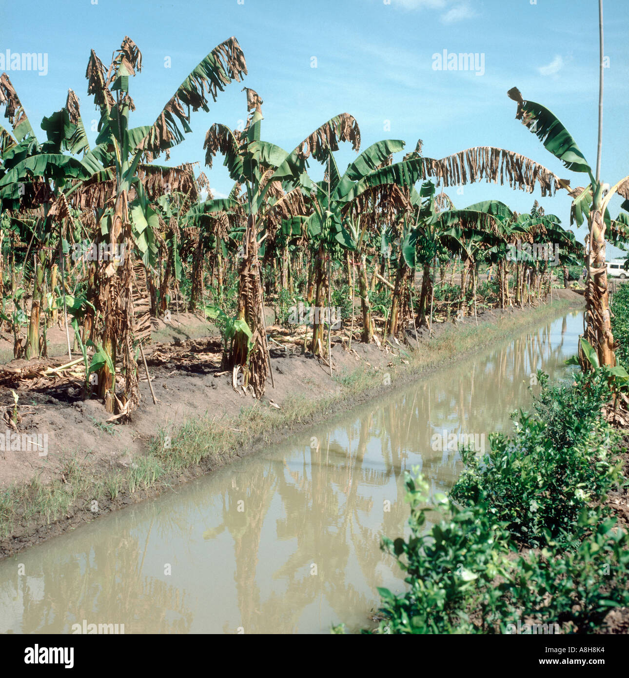 Bananenpflanzen verwüstet stark durch gelbe Sigatoka Mycosphaerella Musicola Thailand Stockfoto