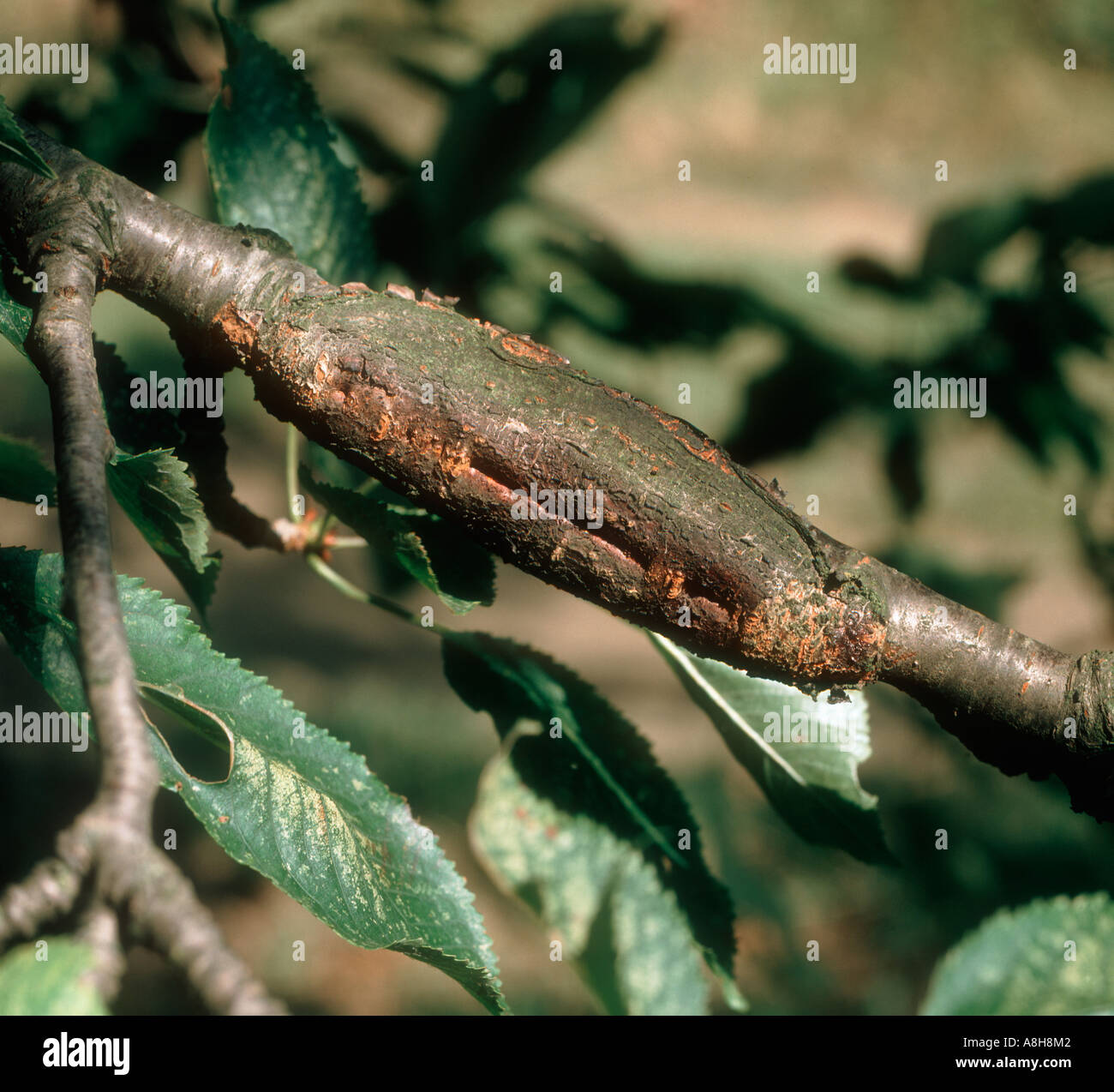 Bakterielle Krebs Pseudomonas Syringae Mors Prunorum auf Kirsche Zweig Stockfoto