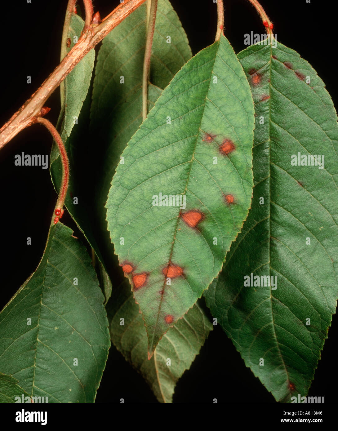 Schuss Loch Pseudomonas Syringae Mors Prunorum frühen Läsionen auf einem Kirschbaum Blatt Stockfoto