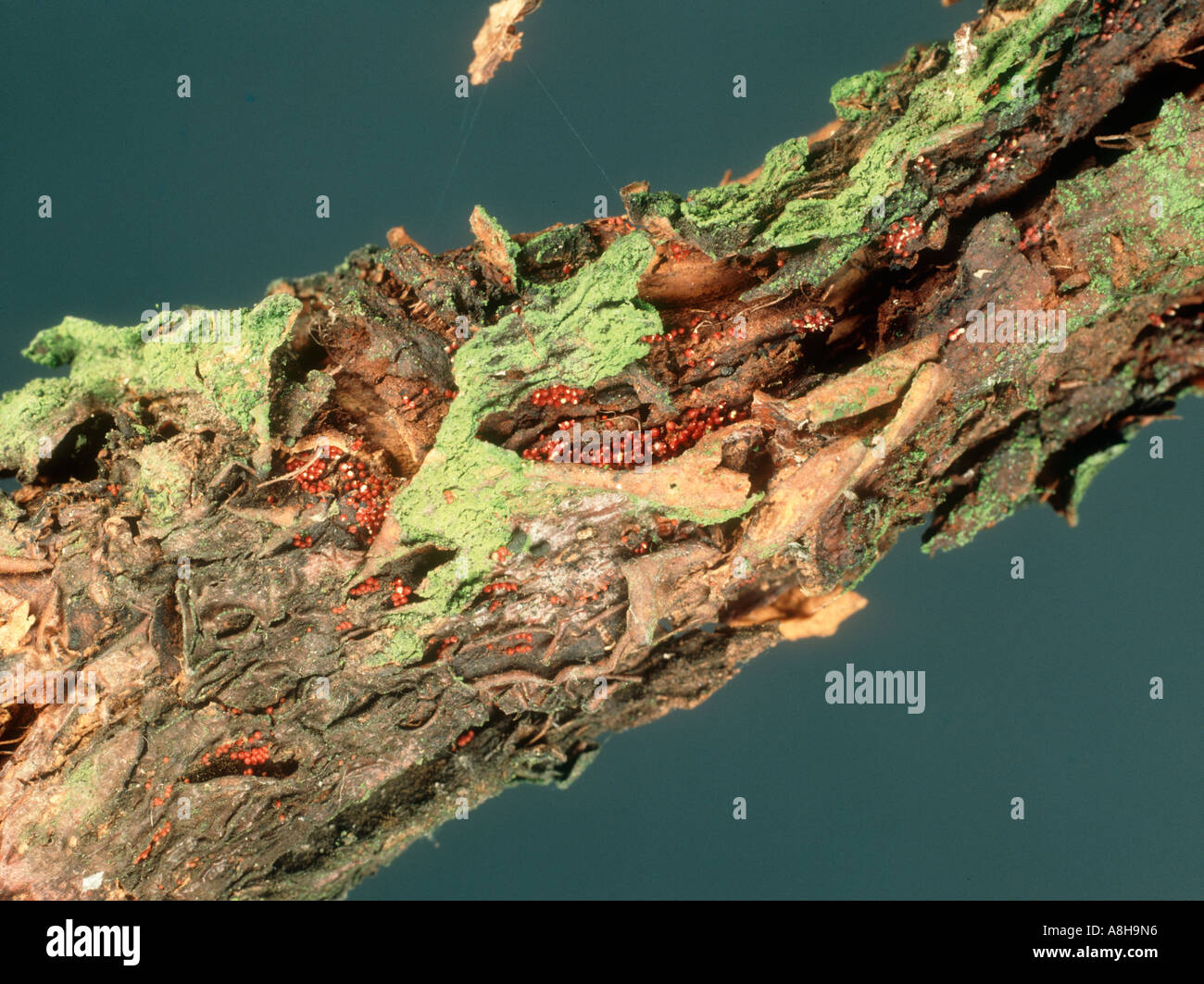 Apple canker neonectria ditissima perithecia Fruchtkörper auf die Überwinterung Holz Stockfoto