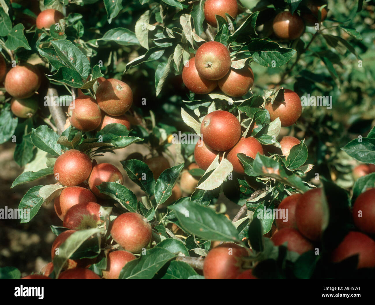 Apfel Sorte Königin Cox Reifung auf dem Baum Stockfoto