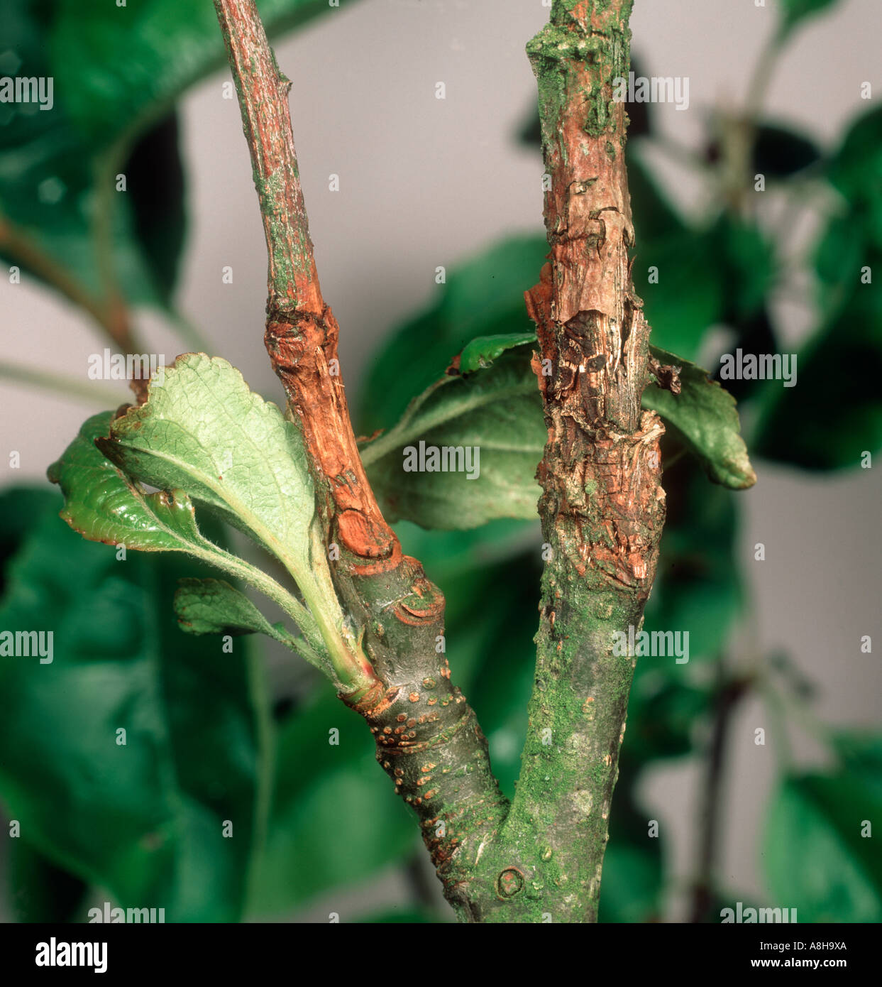 Apple canker neonectria ditissima Schäden an Holz auf kleine Zweigstelle Stockfoto