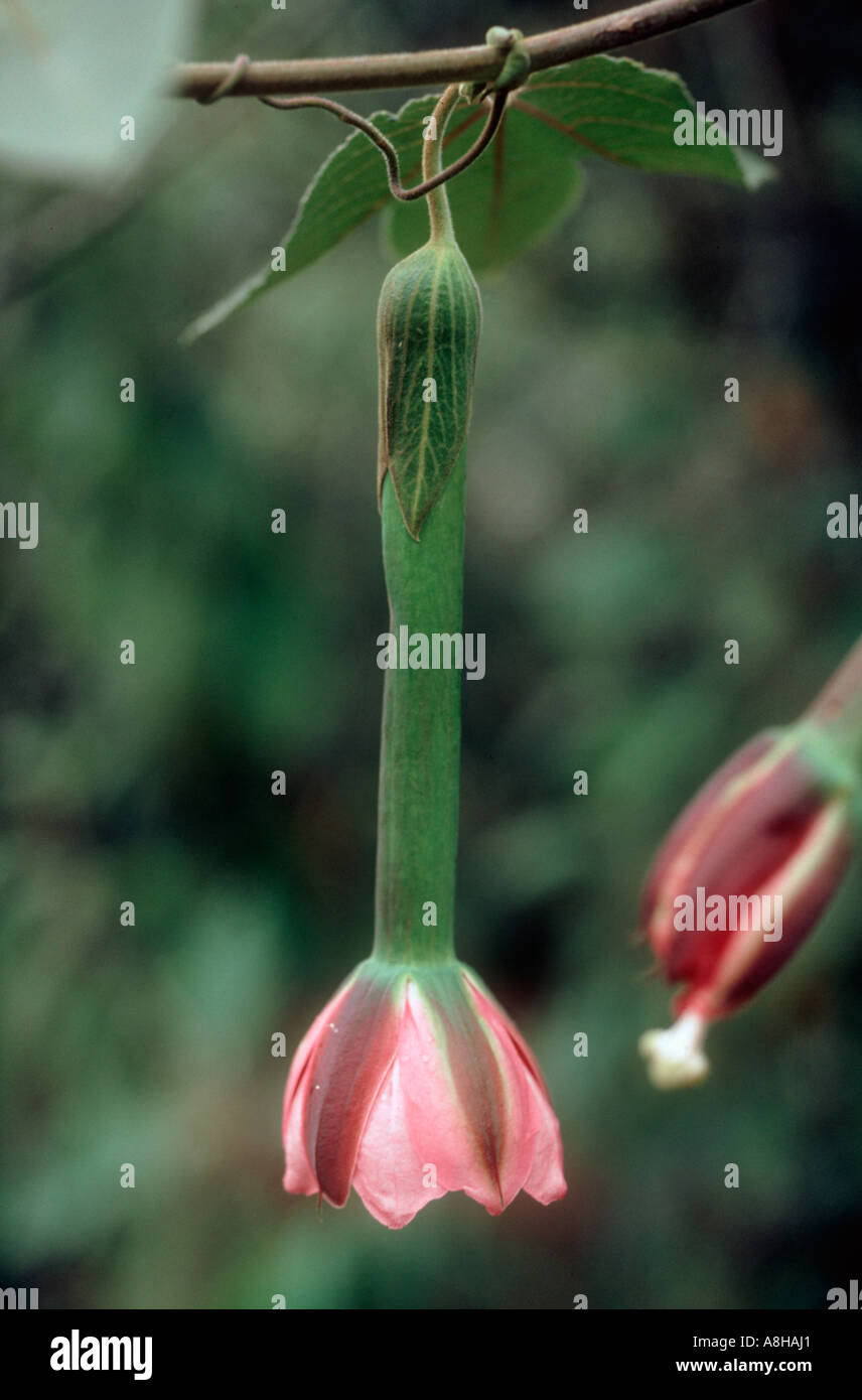Süße Grenadill Blume Kolumbien Stockfoto