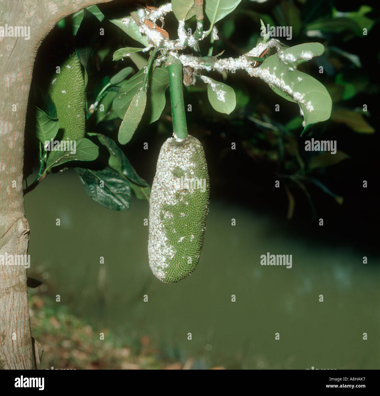 Gestreifte mealy Bug Ferrisia Virgata Befall auf Jackfruit-Früchte und Blätter Stockfoto
