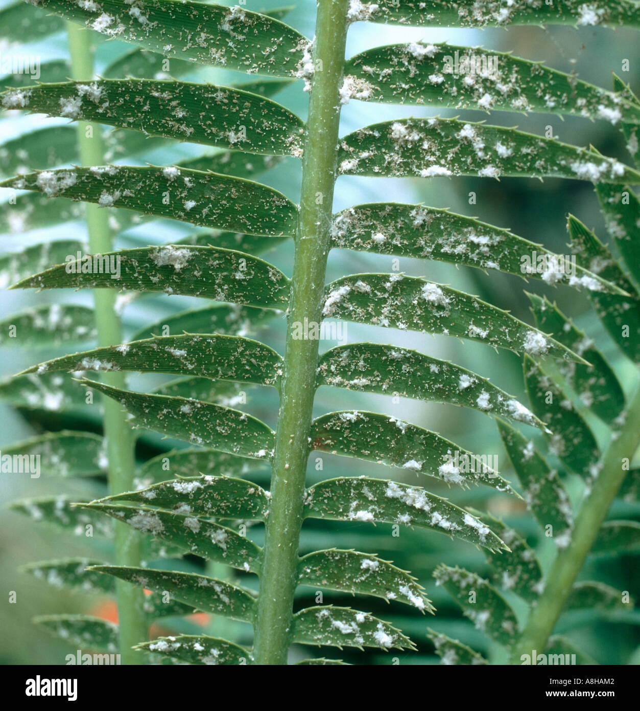Lange tailed Schmierlaus Pseudococcus Longispinus Befall am Gewächshaus palm Stockfoto