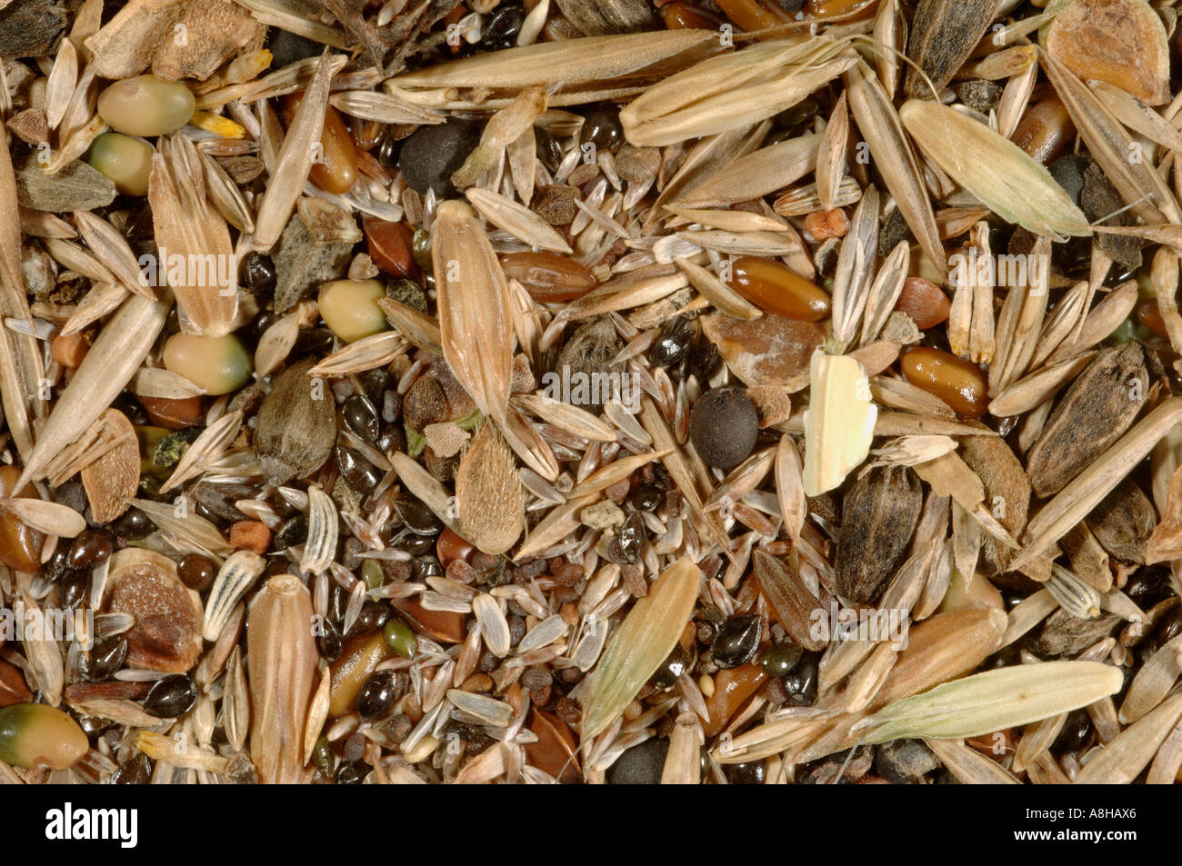 Grünland-Saatgut-Mix mit Wildblumen Samen für normale Böden Stockfoto