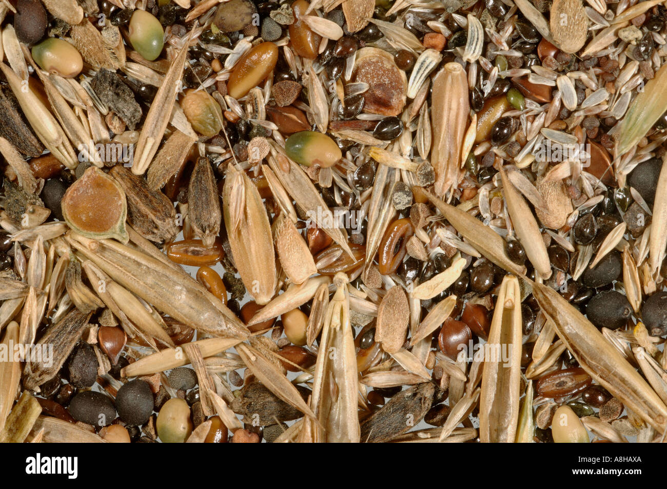 Grünland-Saatgut-Mix mit Wildblumen Samen für normale Böden Stockfoto