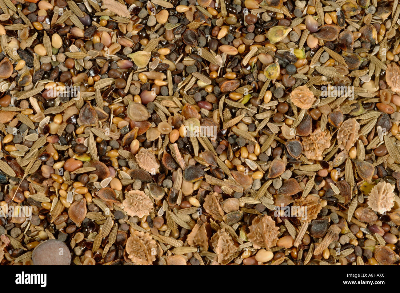 Wildblumen Saatgut Mischung für Kalksteingebieten Böden Stockfoto